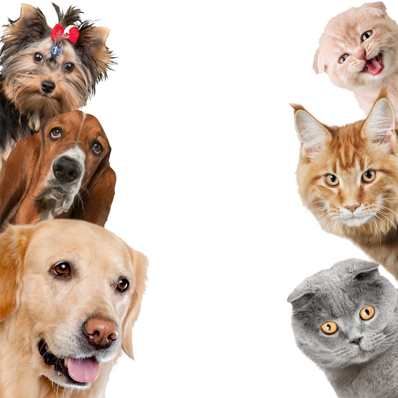 Dogs Cats 3D Wall Sticker Funn - Interior Design Modern avaliação e preço